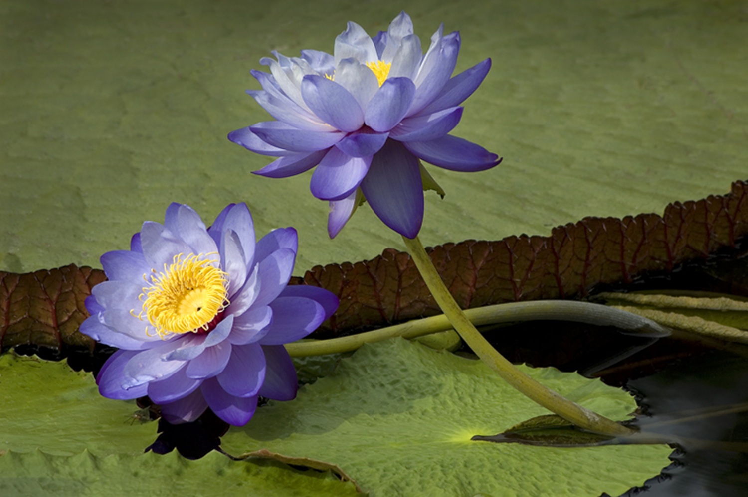 Wu Fei Ban Ruo 12